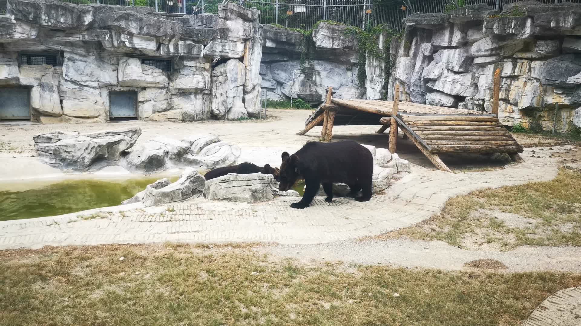 实拍动物园动物黑熊视频的预览图