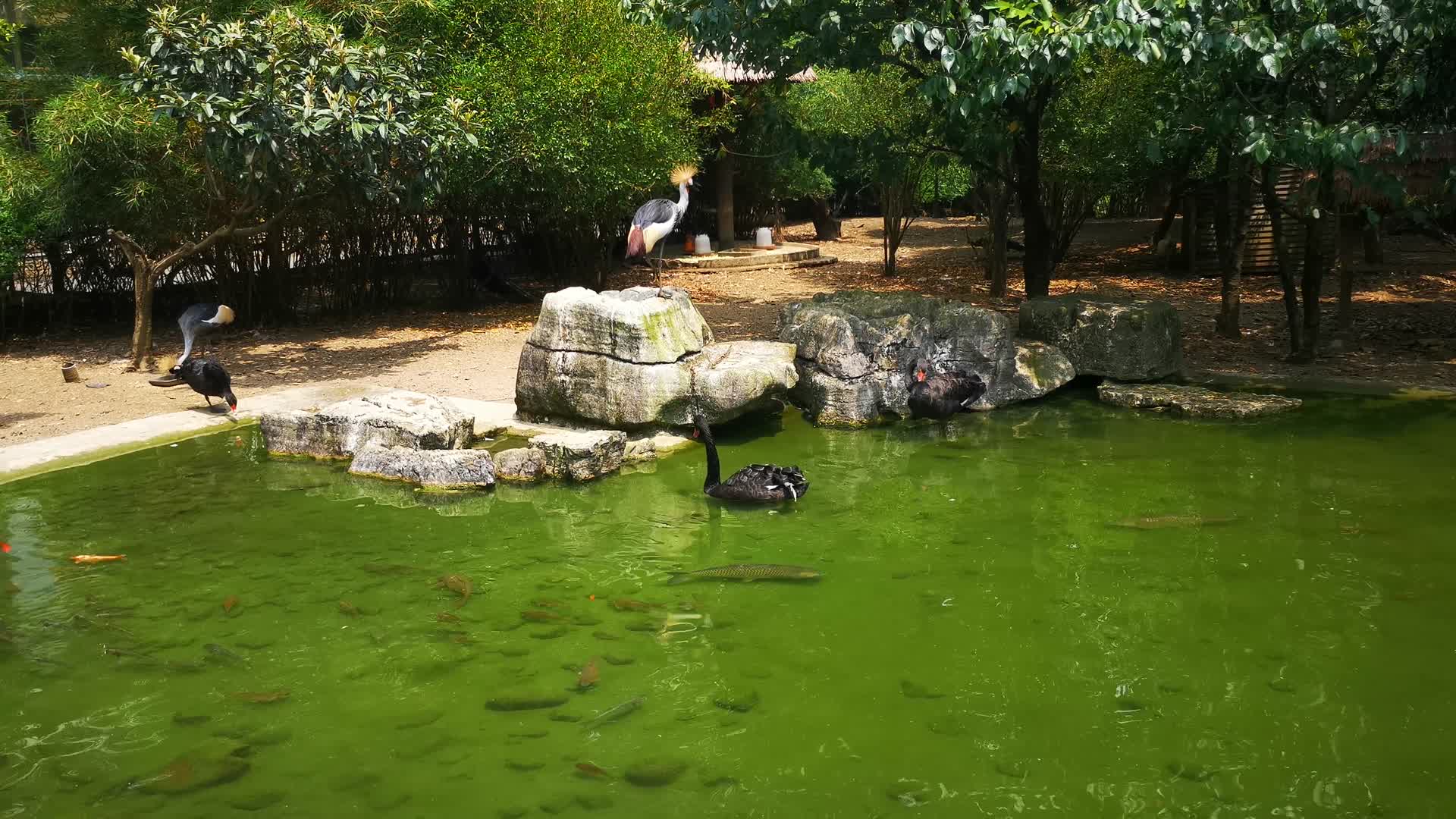 实拍动物园动物视频的预览图