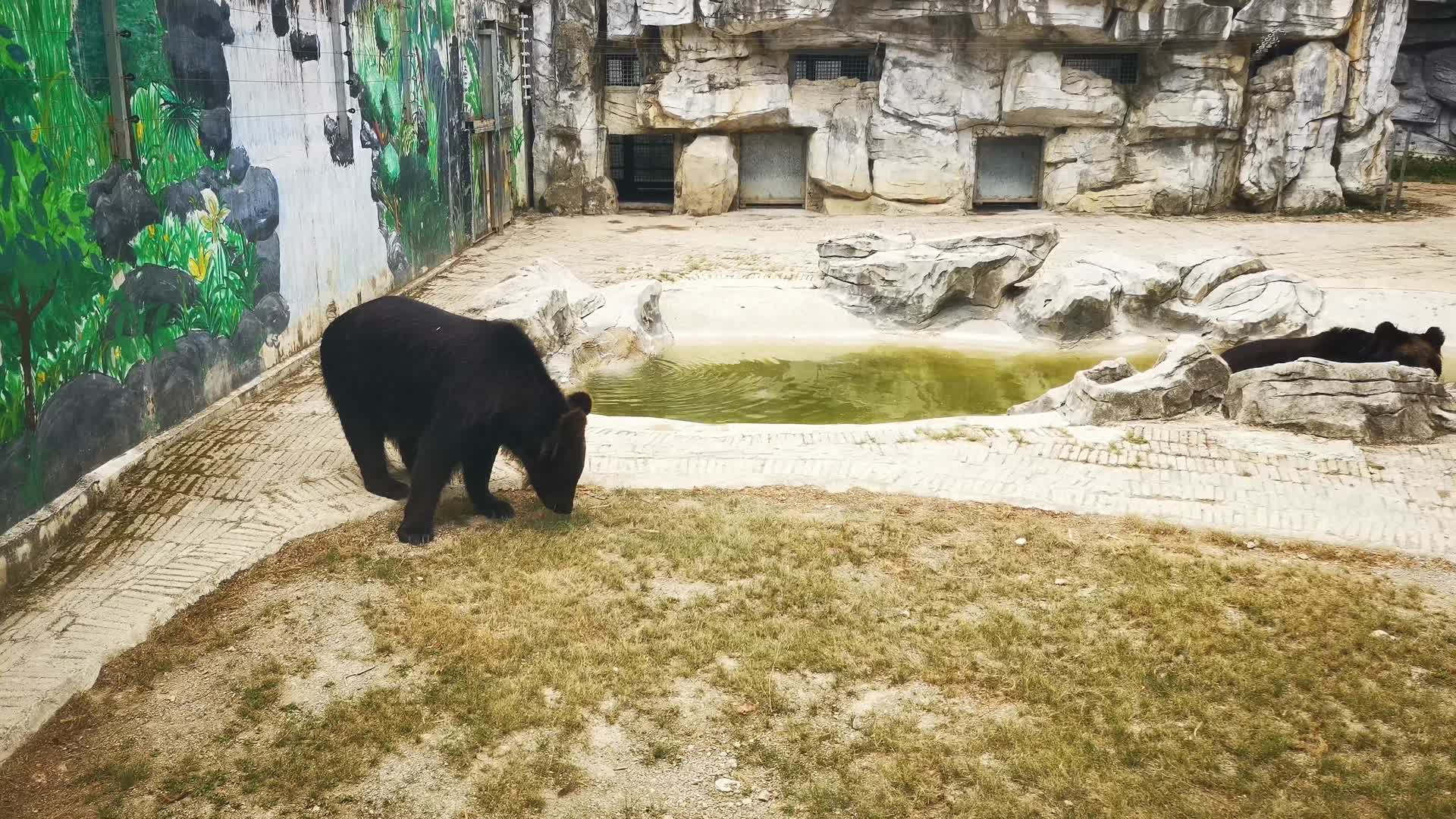 实拍动物园动物黑熊视频的预览图