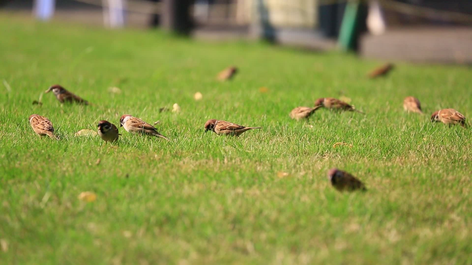 草地麻雀鸟群视频的预览图