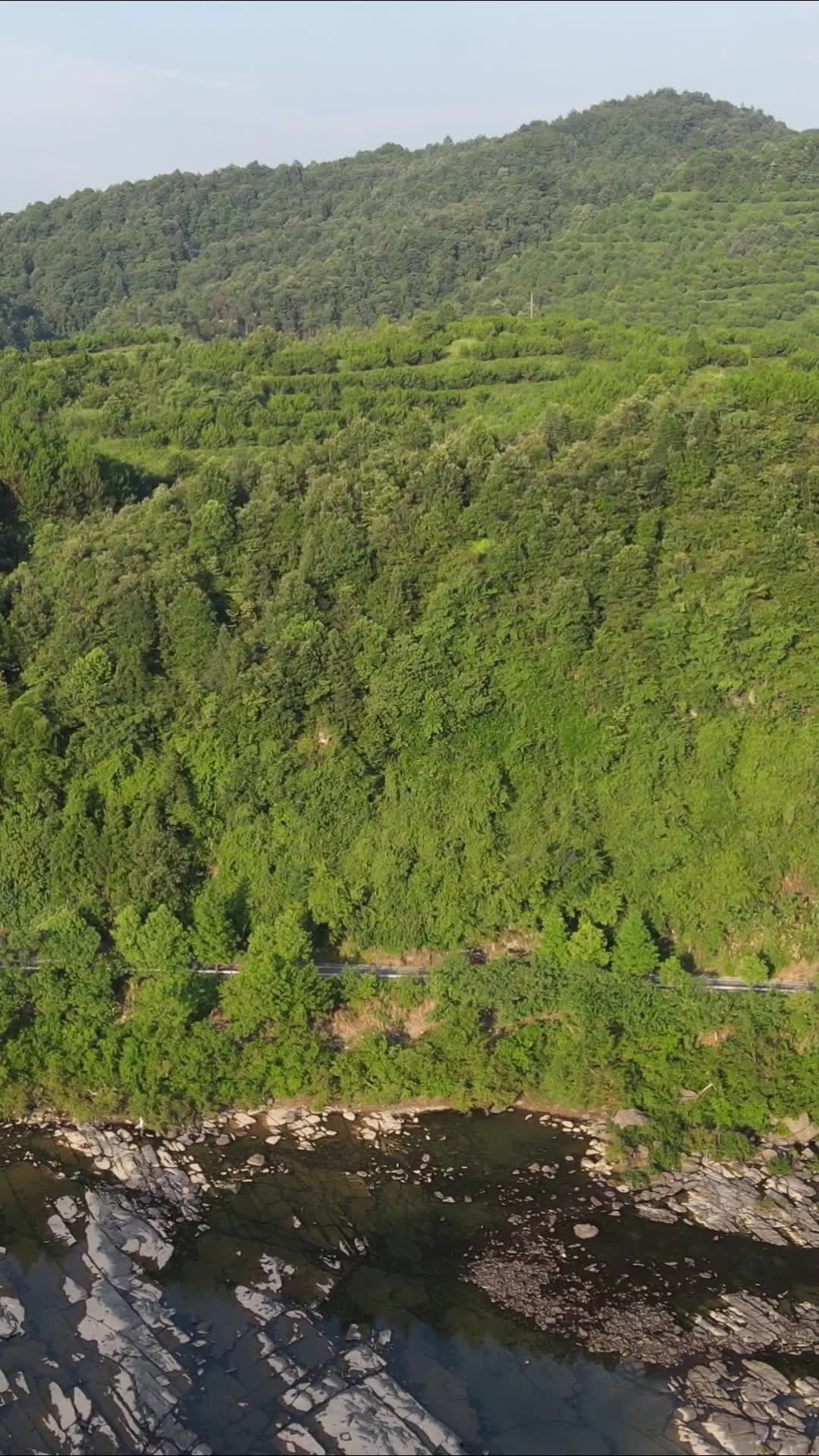 航拍绿色茂密森林植物竖屏视频的预览图
