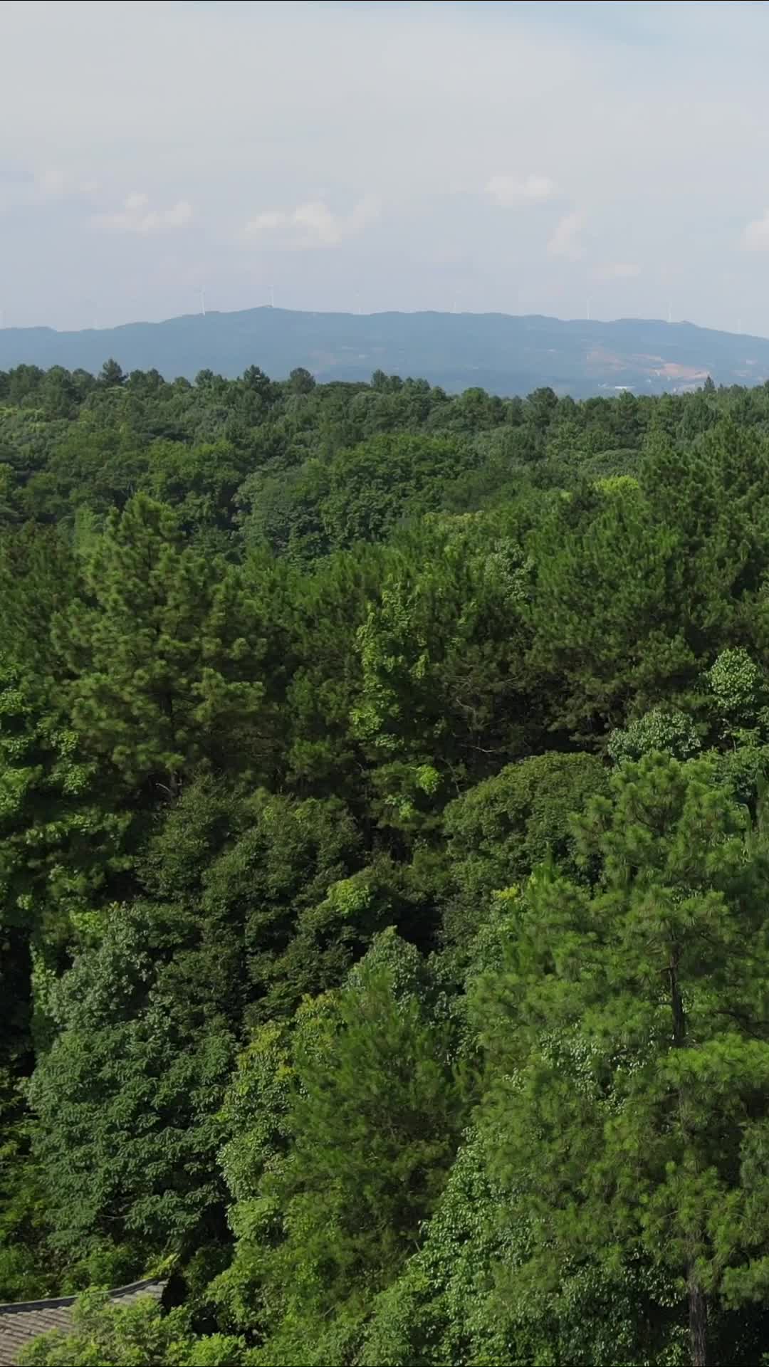 航拍绿色茂密森林植物竖屏视频的预览图