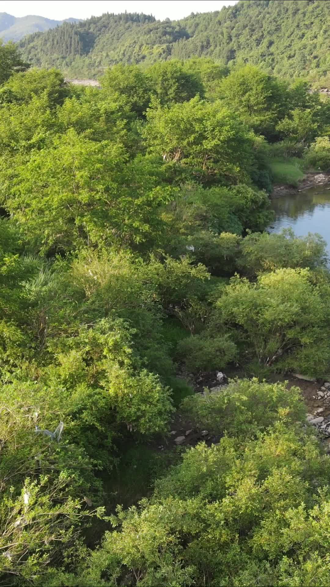 大自然森林绿化植物竖屏航拍视频的预览图