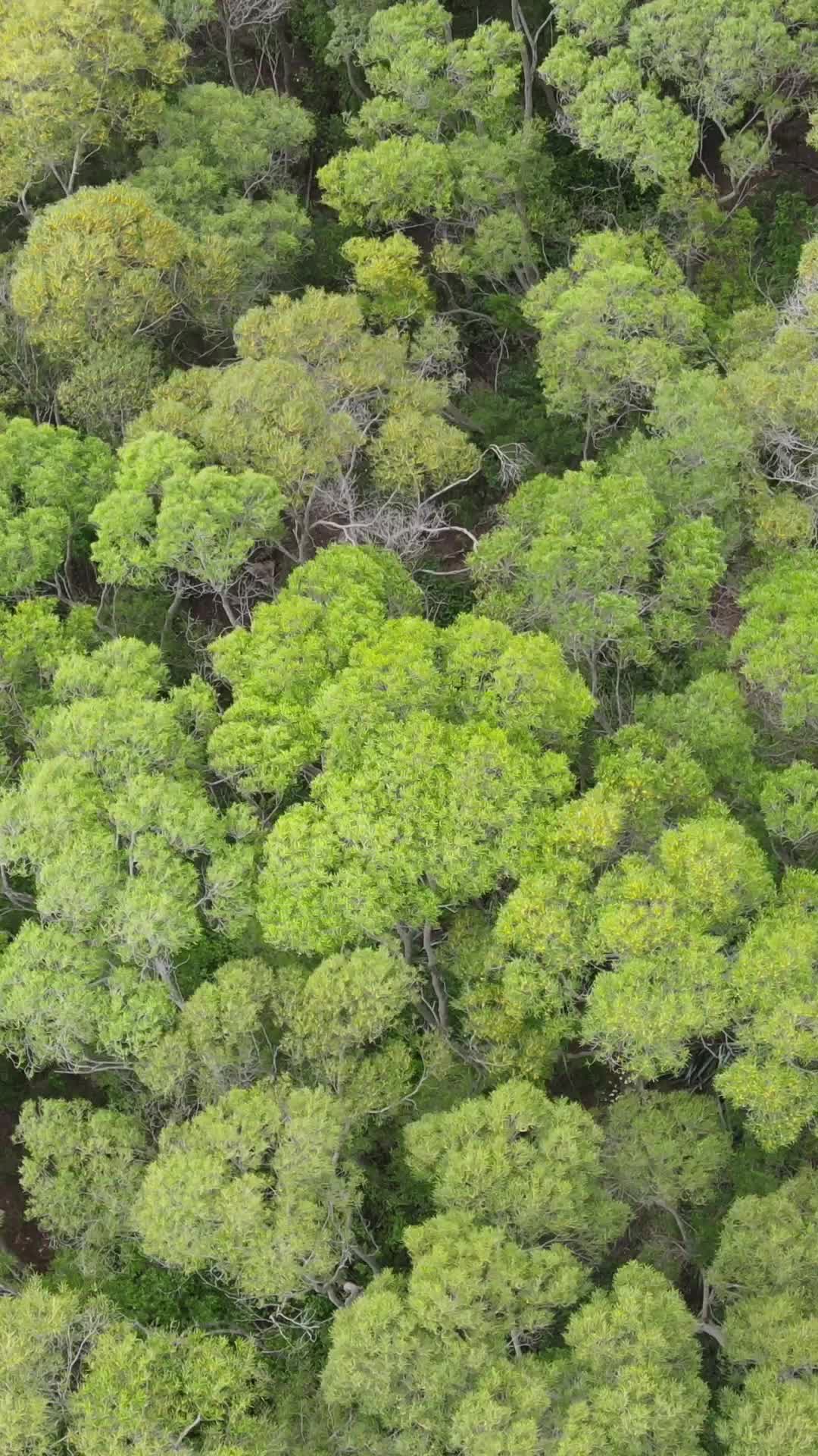大自然森林绿化植物竖屏航拍视频的预览图