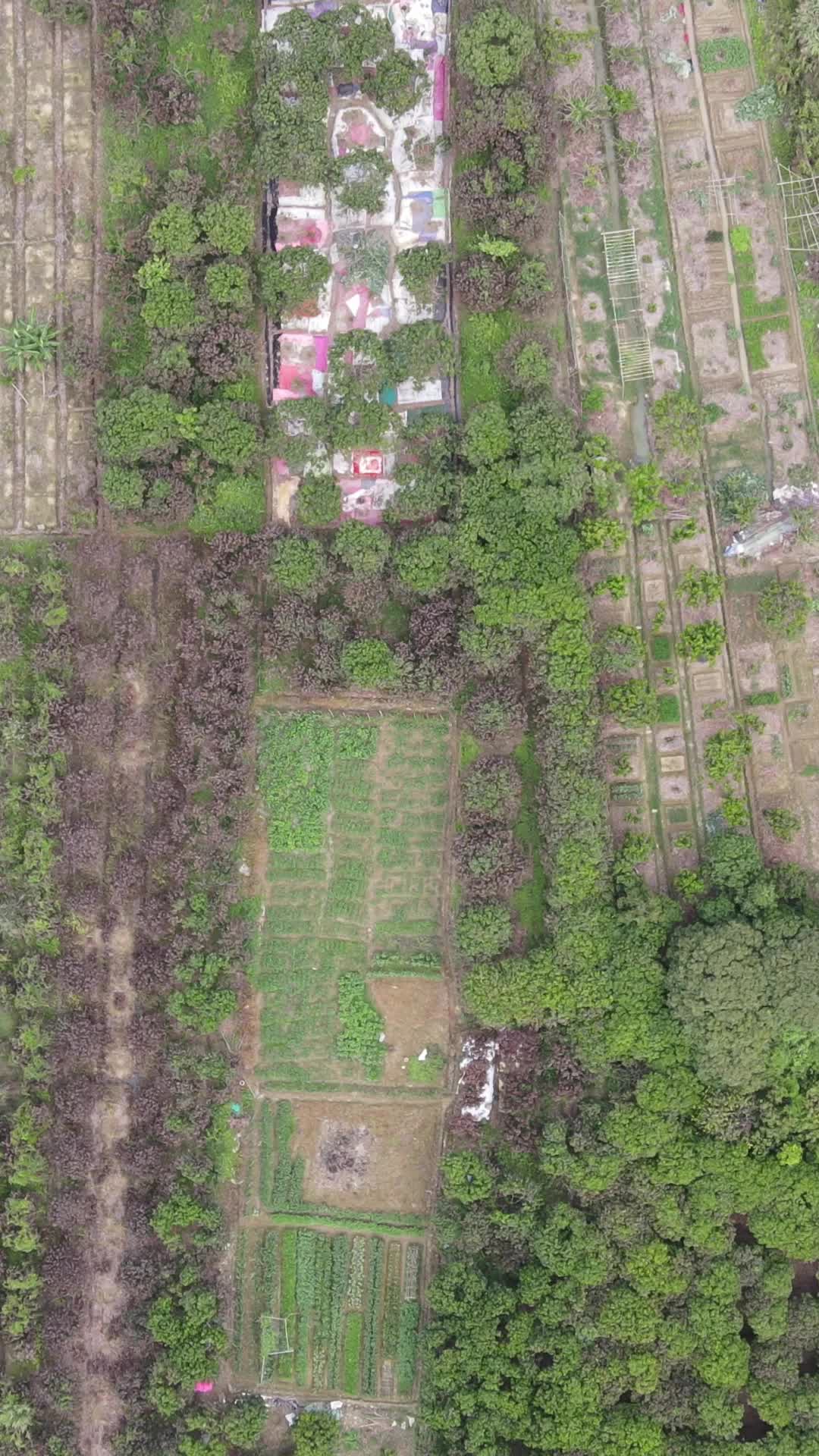 航拍乡村田园农业种植竖屏视频的预览图