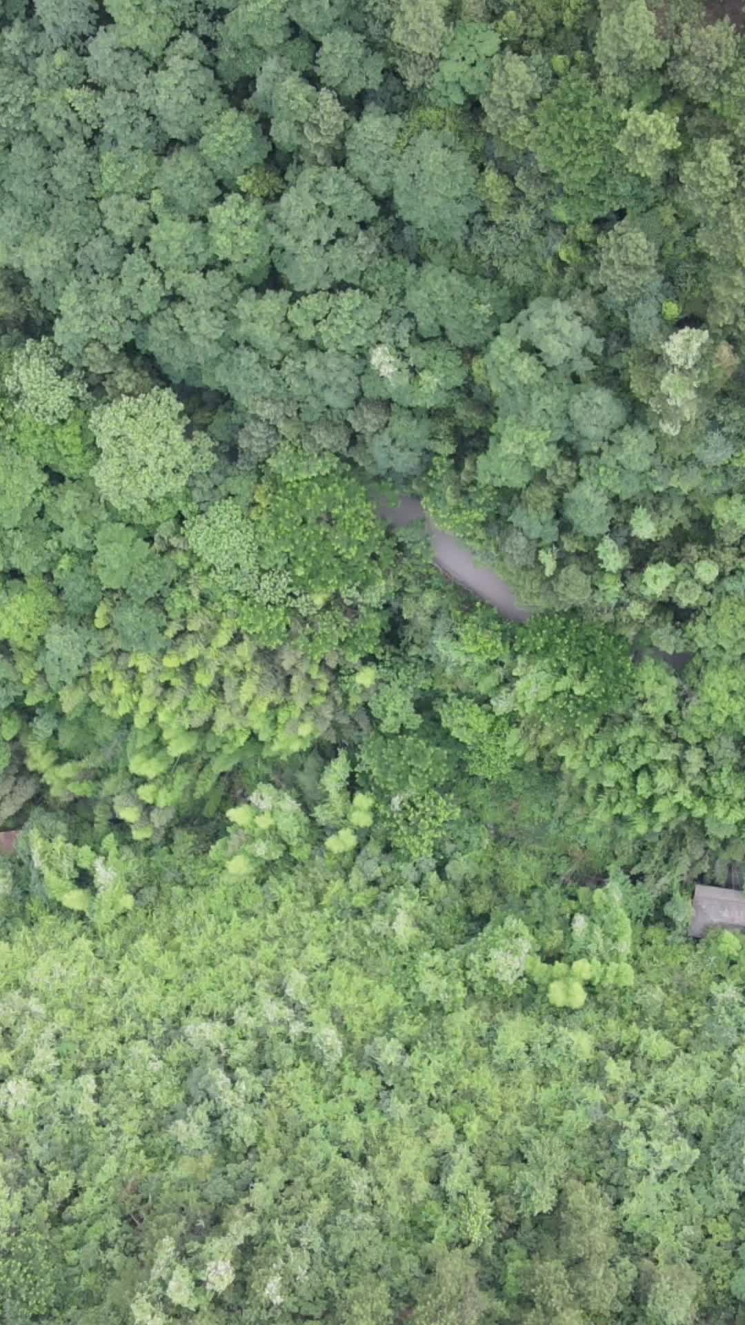 航拍南方丘陵山川绿色植物竖屏视频的预览图
