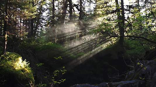 原始森林植物溪水清晨阳光照射视频的预览图