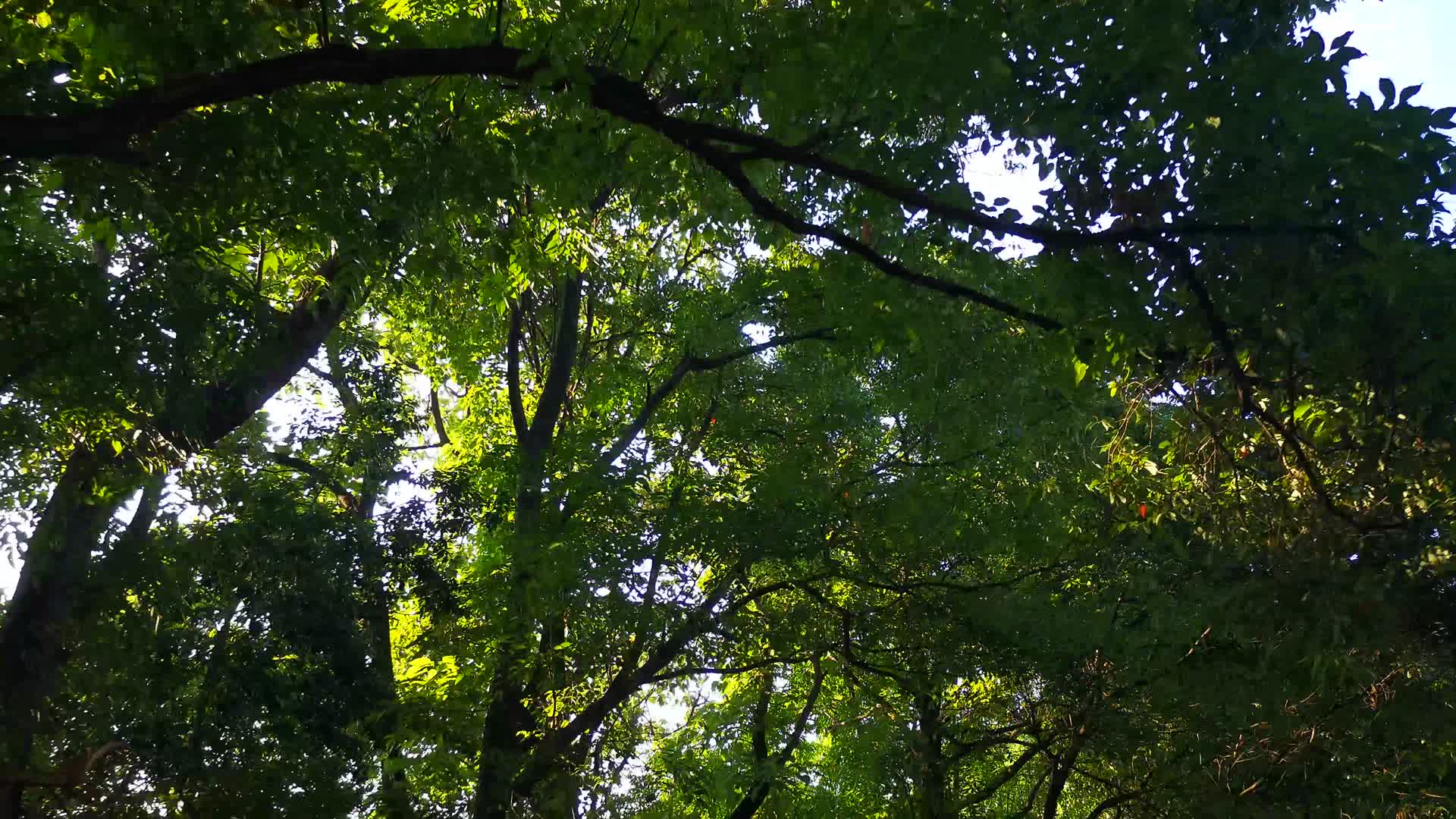 实拍大自然树枝树叶野草植物视频的预览图