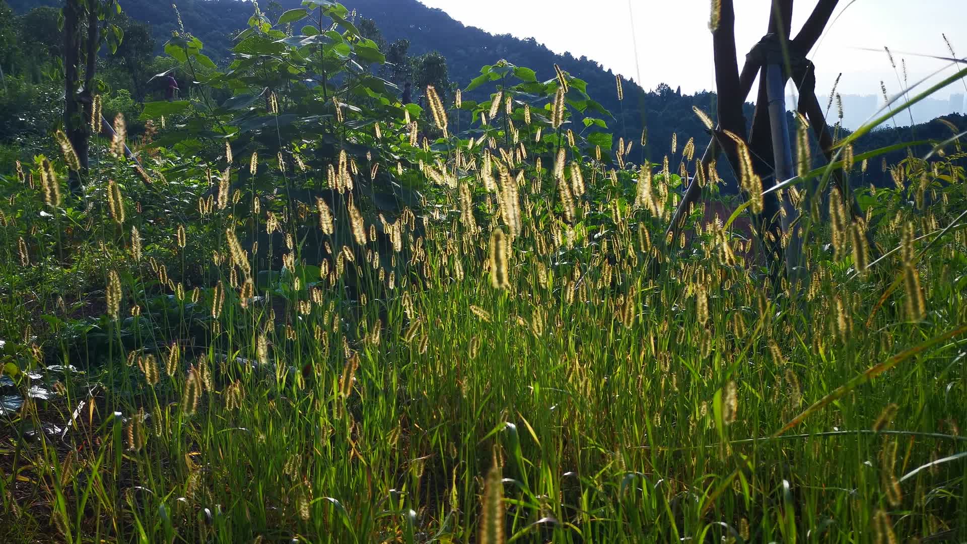 实拍大自然野草植物视频的预览图