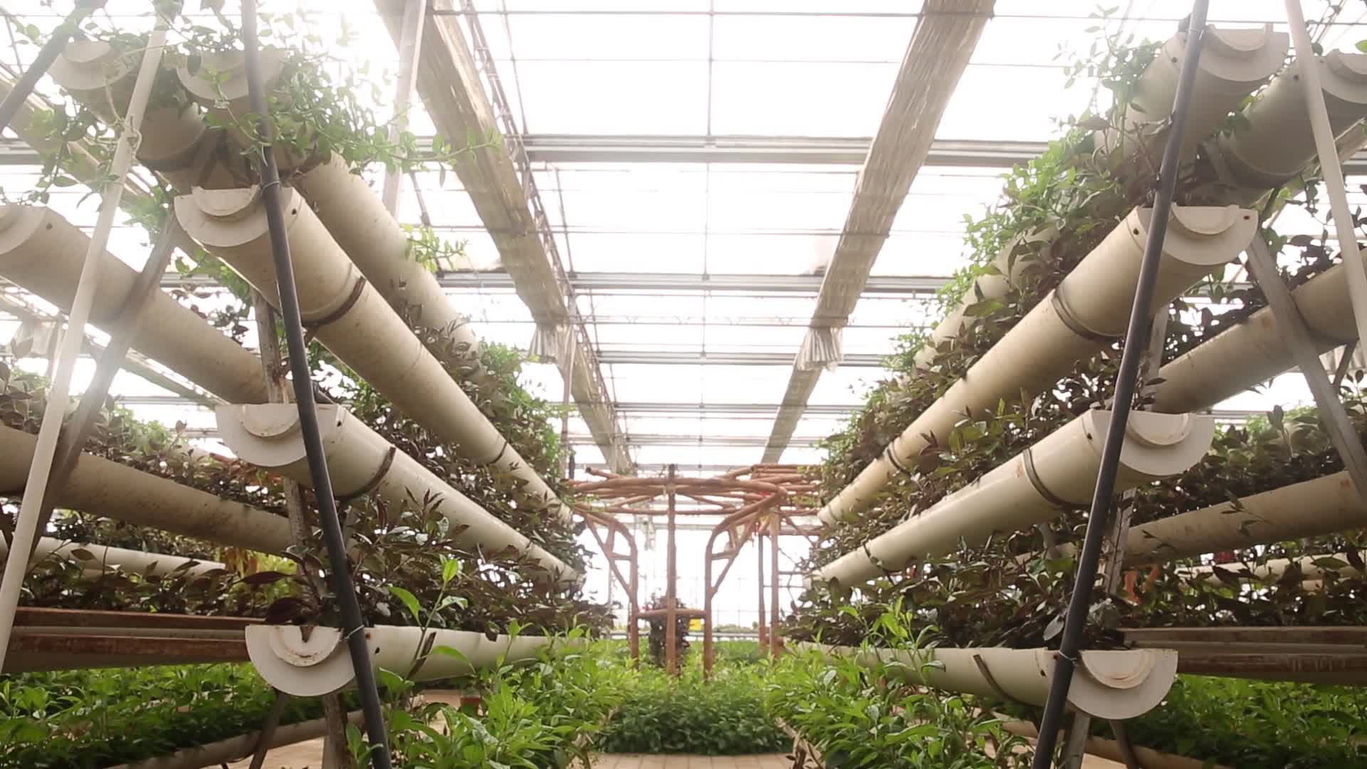 玻璃温室水培蔬菜视频的预览图