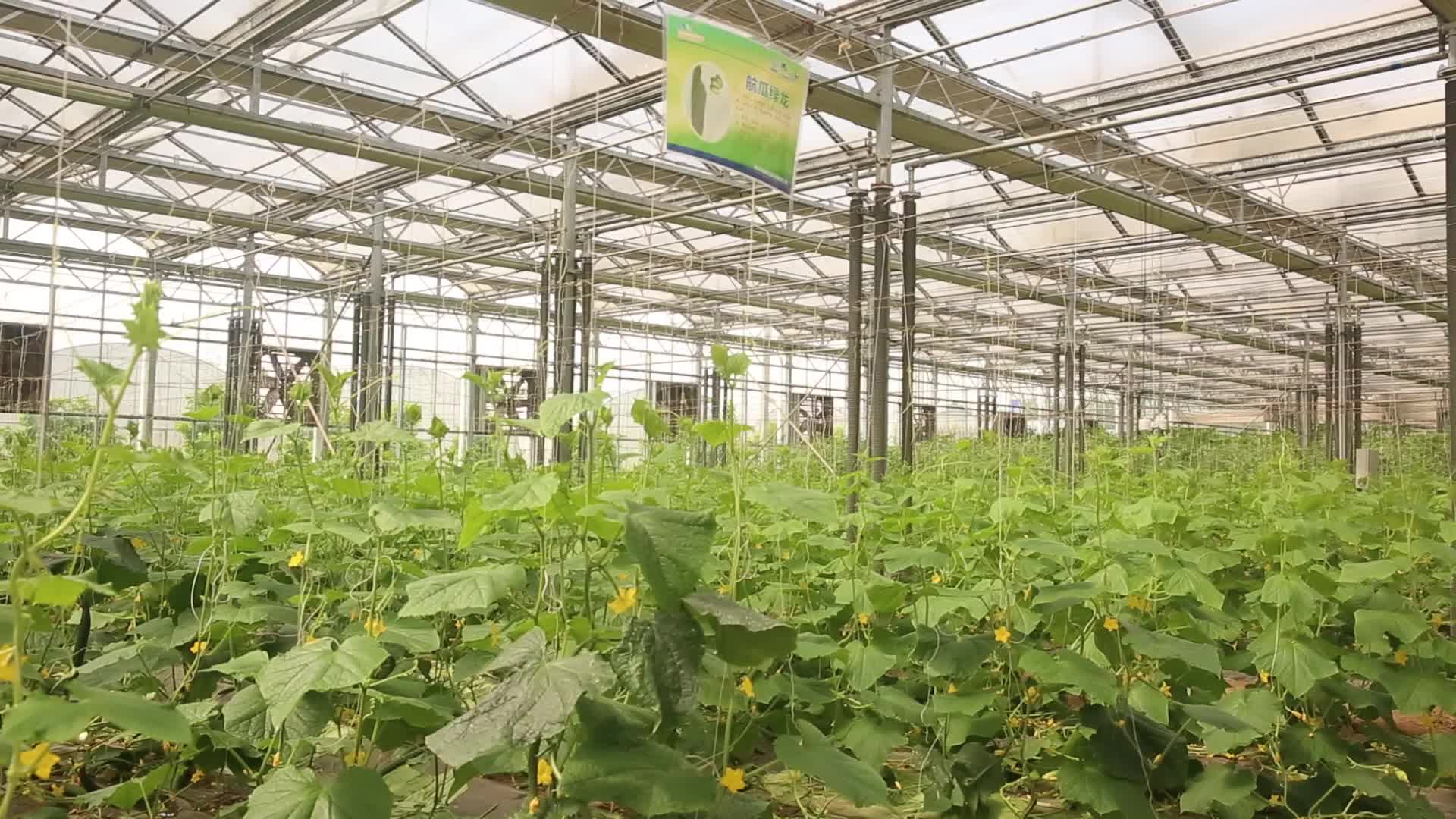 玻璃温室西瓜黄瓜西红柿视频的预览图