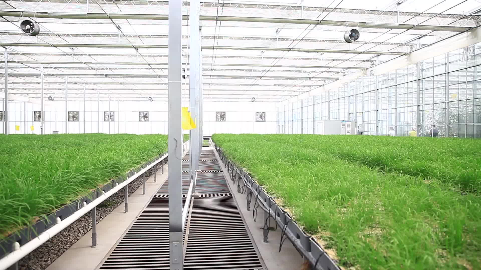 玻璃温室水培韭菜视频的预览图