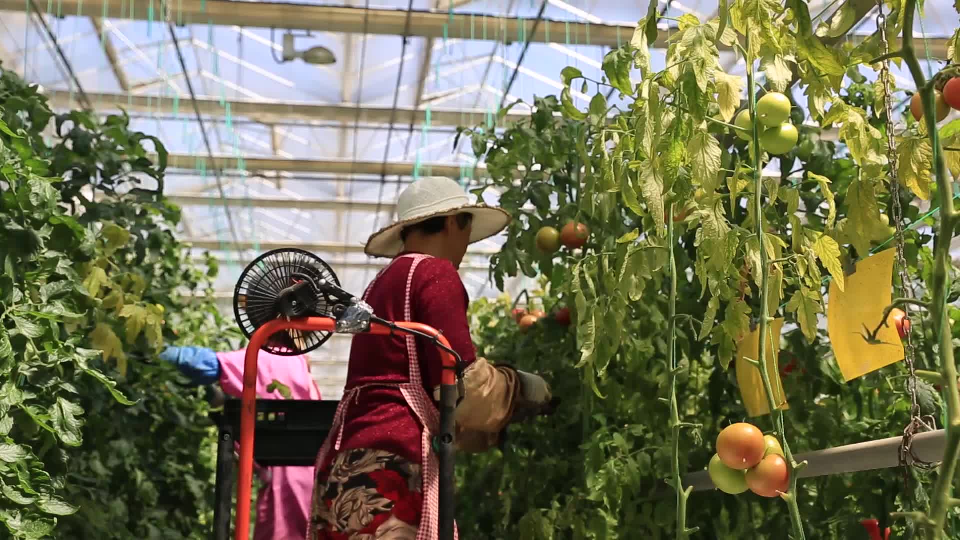 玻璃温室番茄采摘升降梯视频的预览图