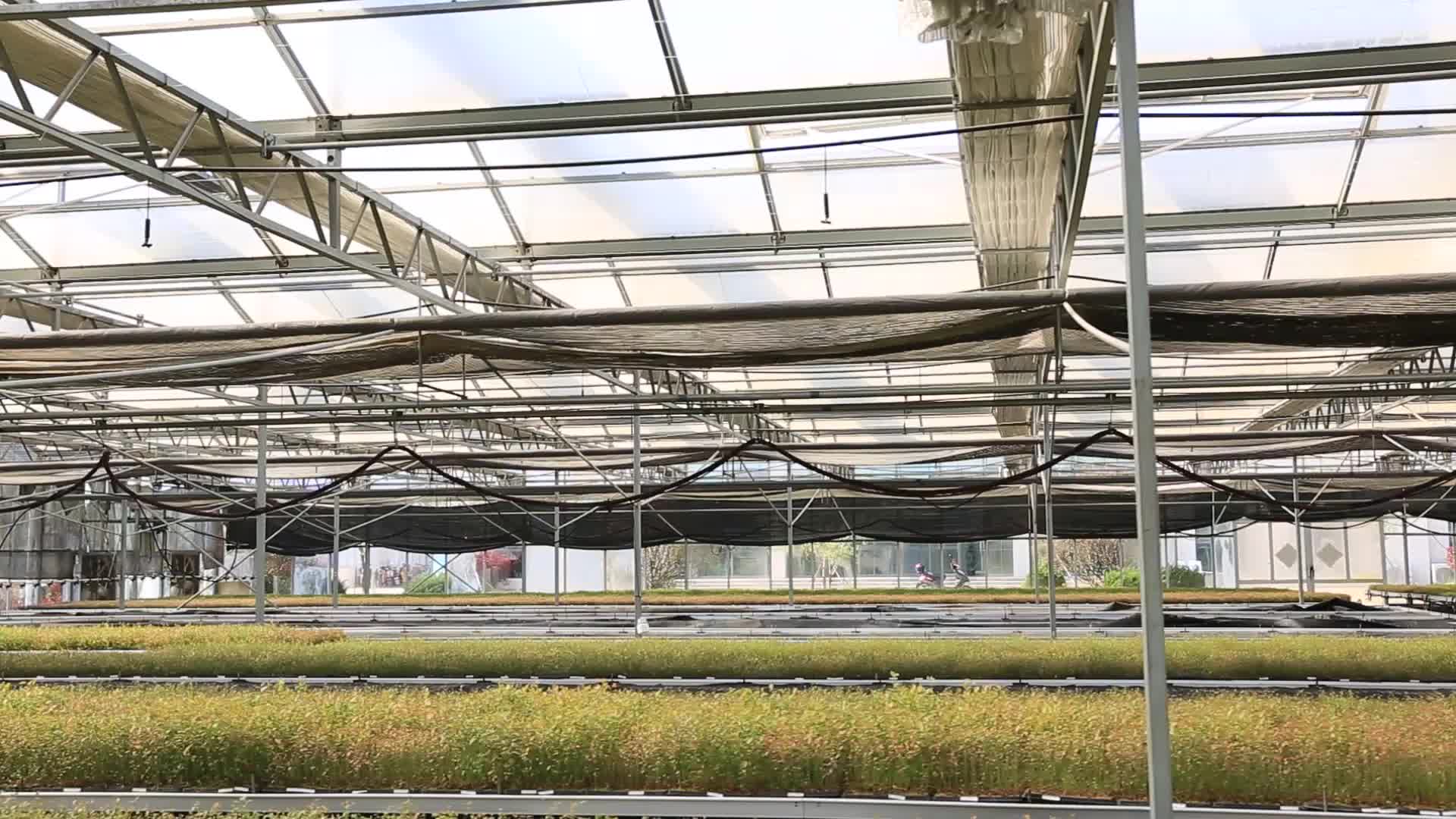 玻璃温室工程化育苗蓝莓视频的预览图
