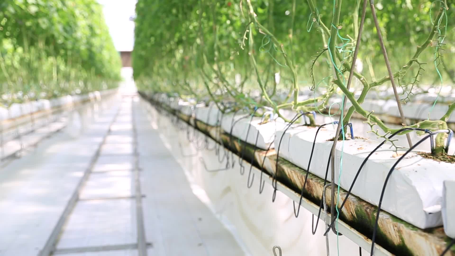 玻璃温室番茄种植小番茄视频的预览图