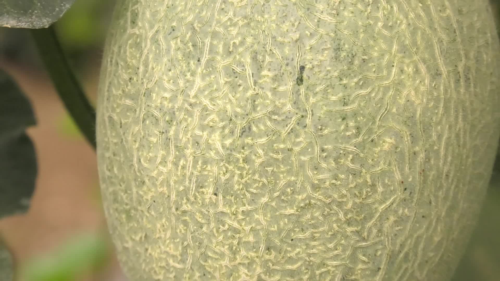 大棚哈密瓜种植视频的预览图