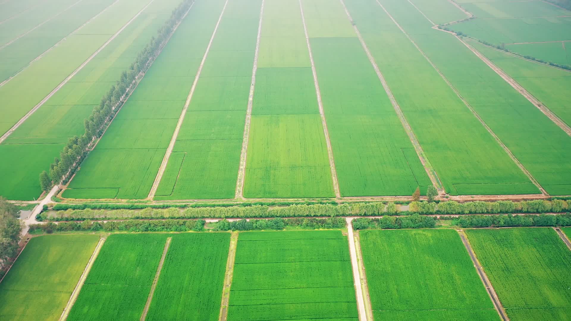 超大水稻种植田航拍水稻视频的预览图