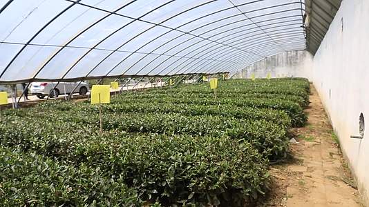 大棚种植茶叶茶叶制作采摘加工视频的预览图