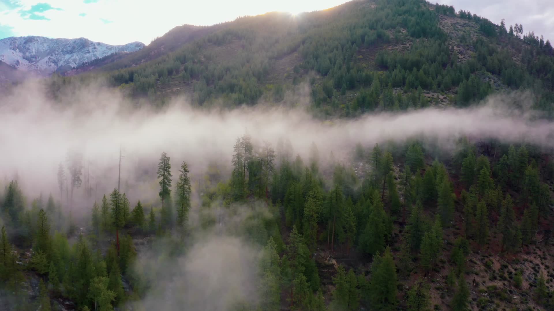 森林清晨云雾水汽航拍视频的预览图