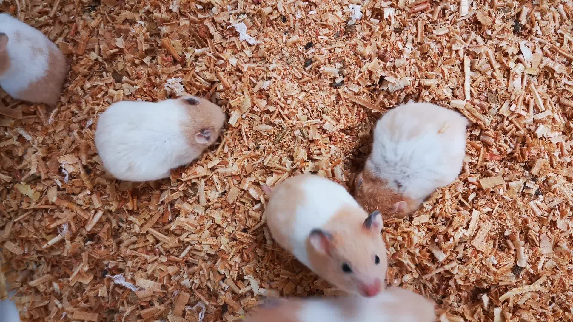 实拍动物仓鼠小白兔视频的预览图