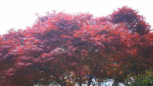 自然风光红色枫叶植物视频的预览图