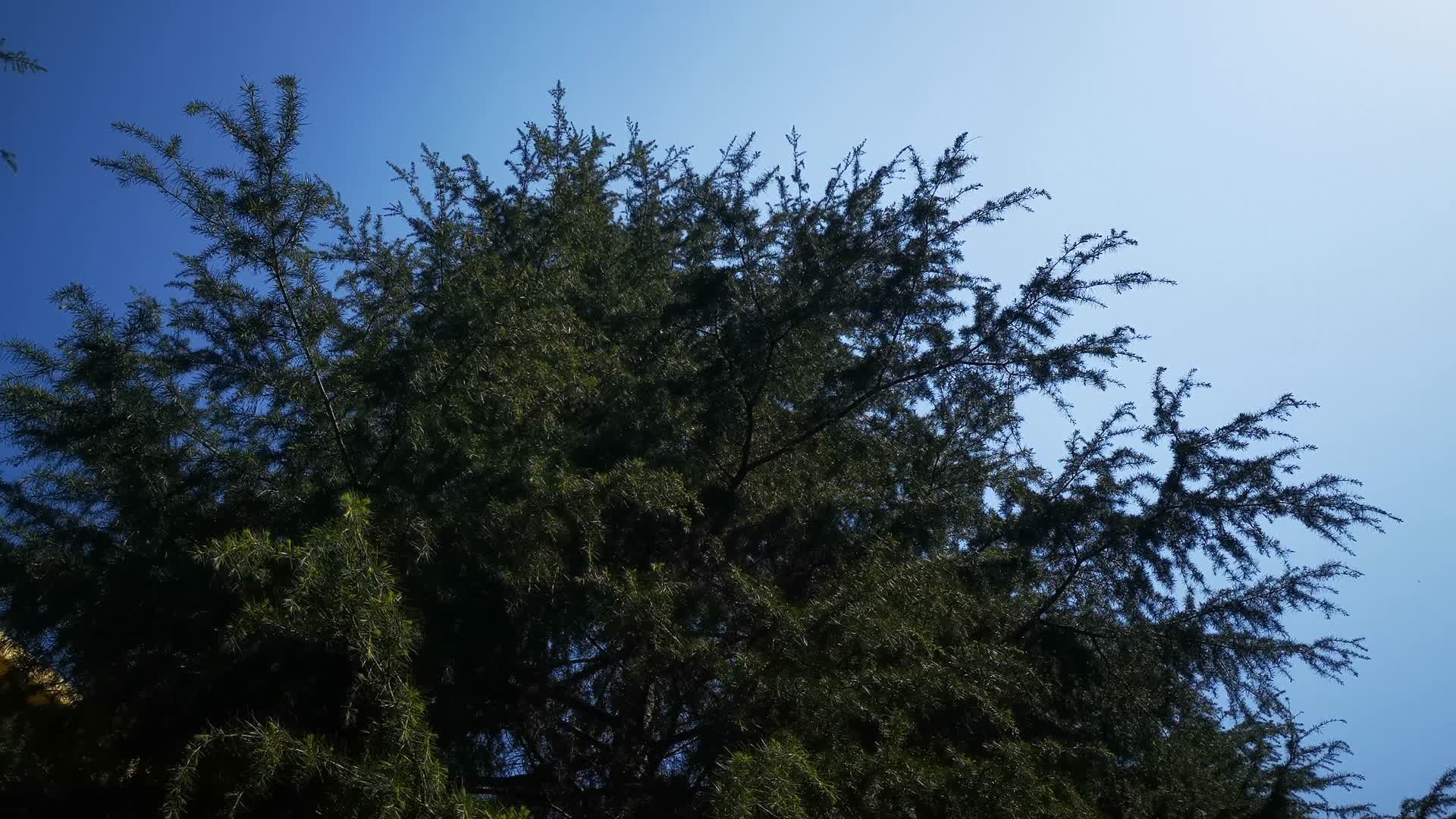 自然风光绿色植物树枝树叶视频的预览图