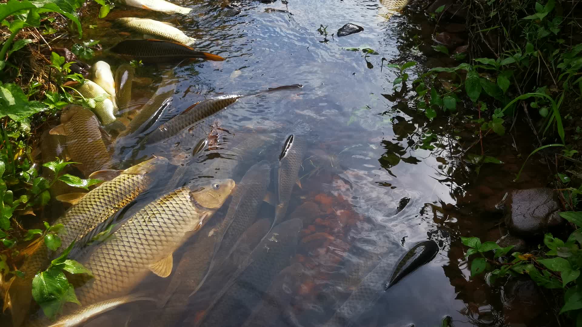 实拍乡村鱼塘抓鱼视频的预览图