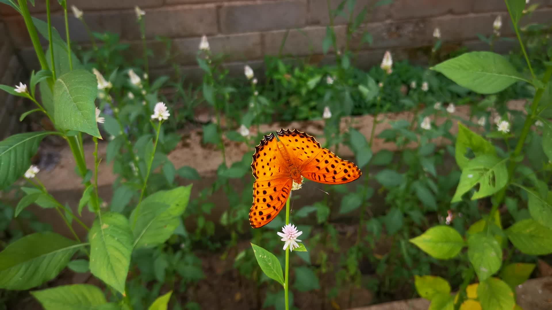 蝴蝶视频的预览图