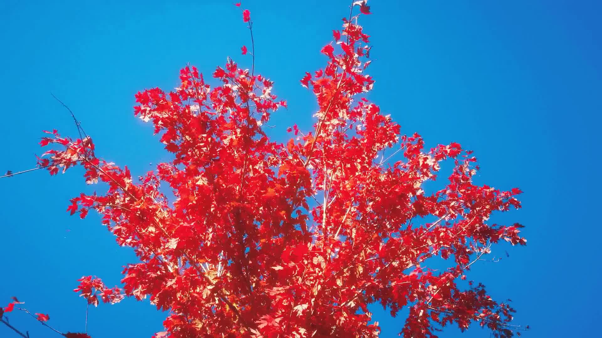 实拍蓝天红色枫叶植物视频的预览图