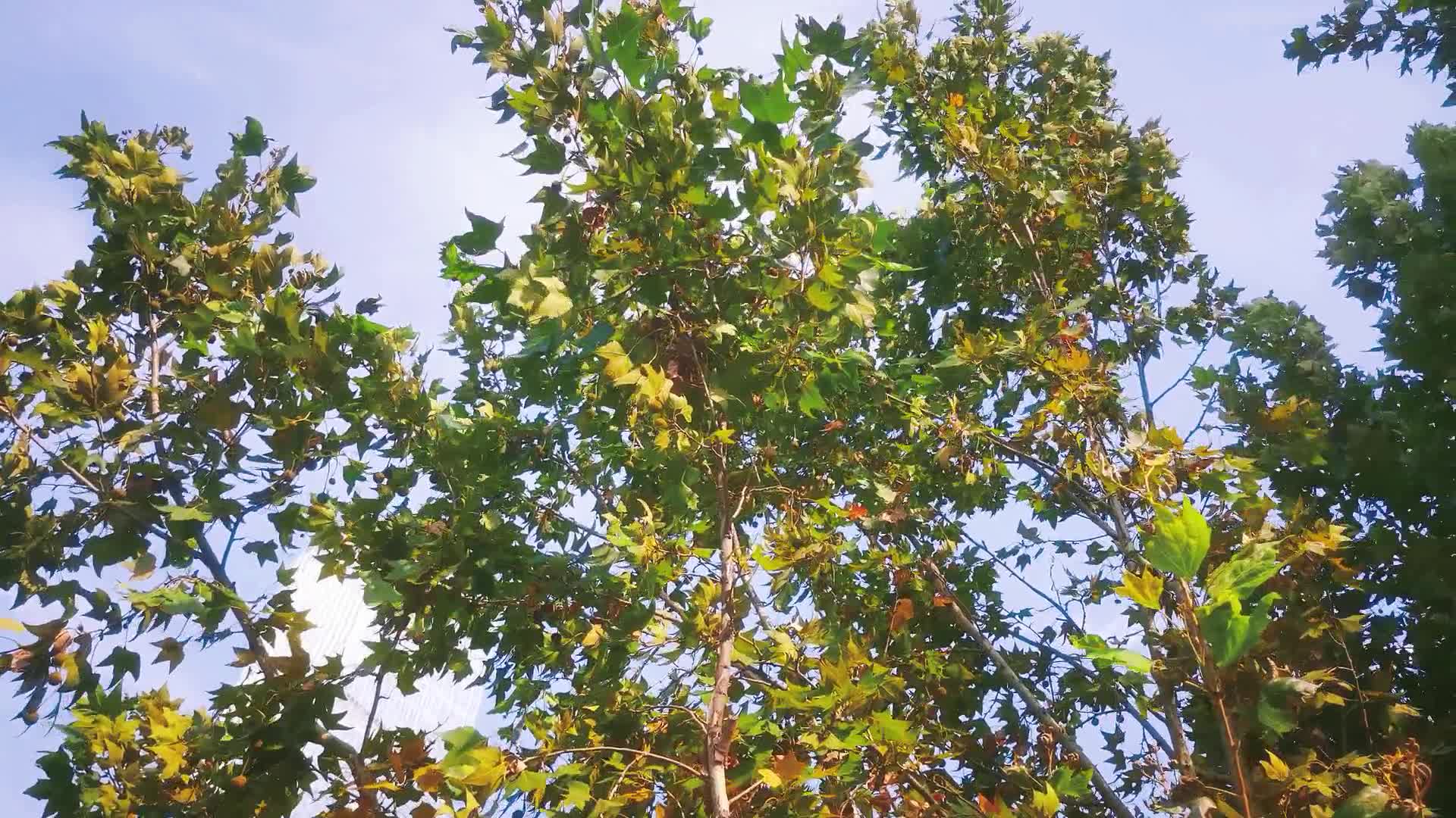 实拍秋天成熟果实植物视频的预览图