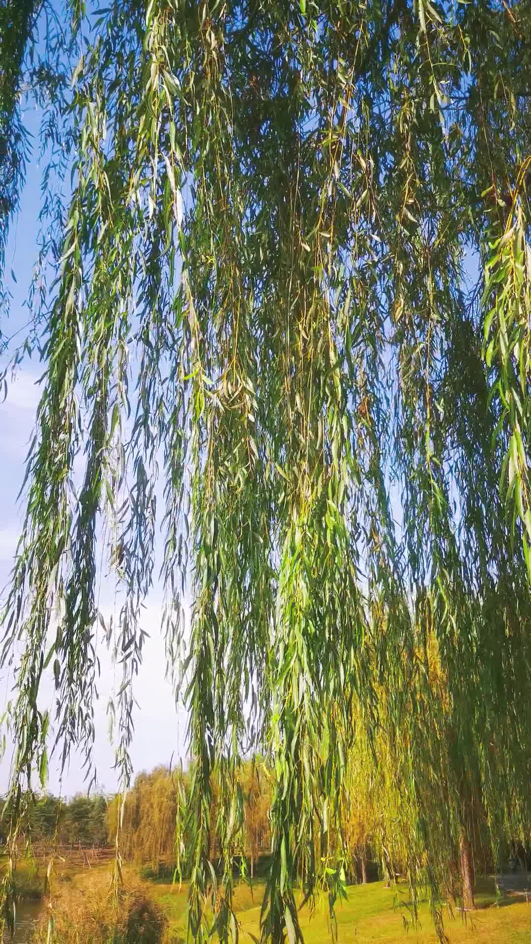 实拍大自然树枝树叶植物视频的预览图