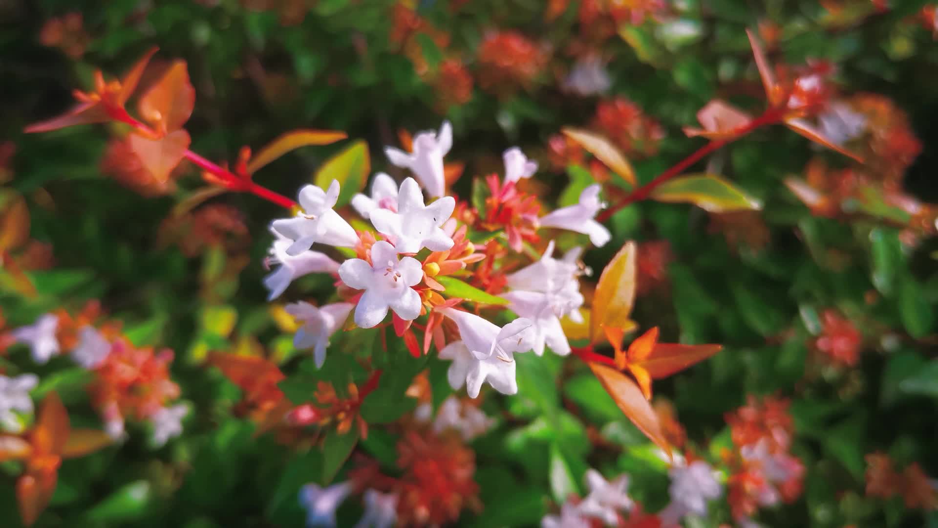 实拍大自然鲜花盛开植物视频的预览图