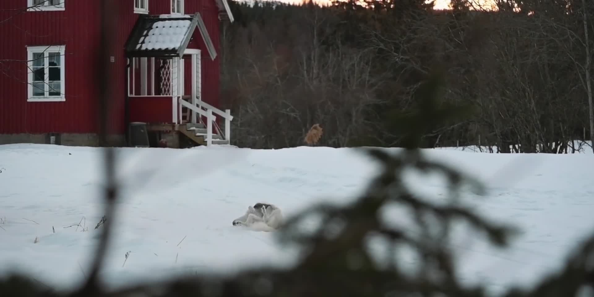 小狗在雪地里玩耍视频的预览图