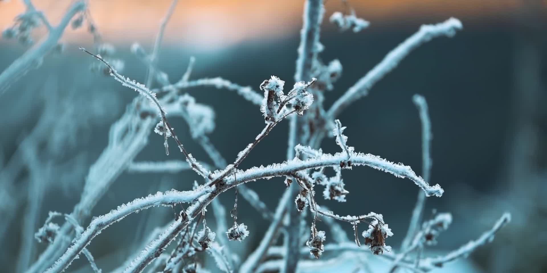 冬季植物冰霜特写视频的预览图
