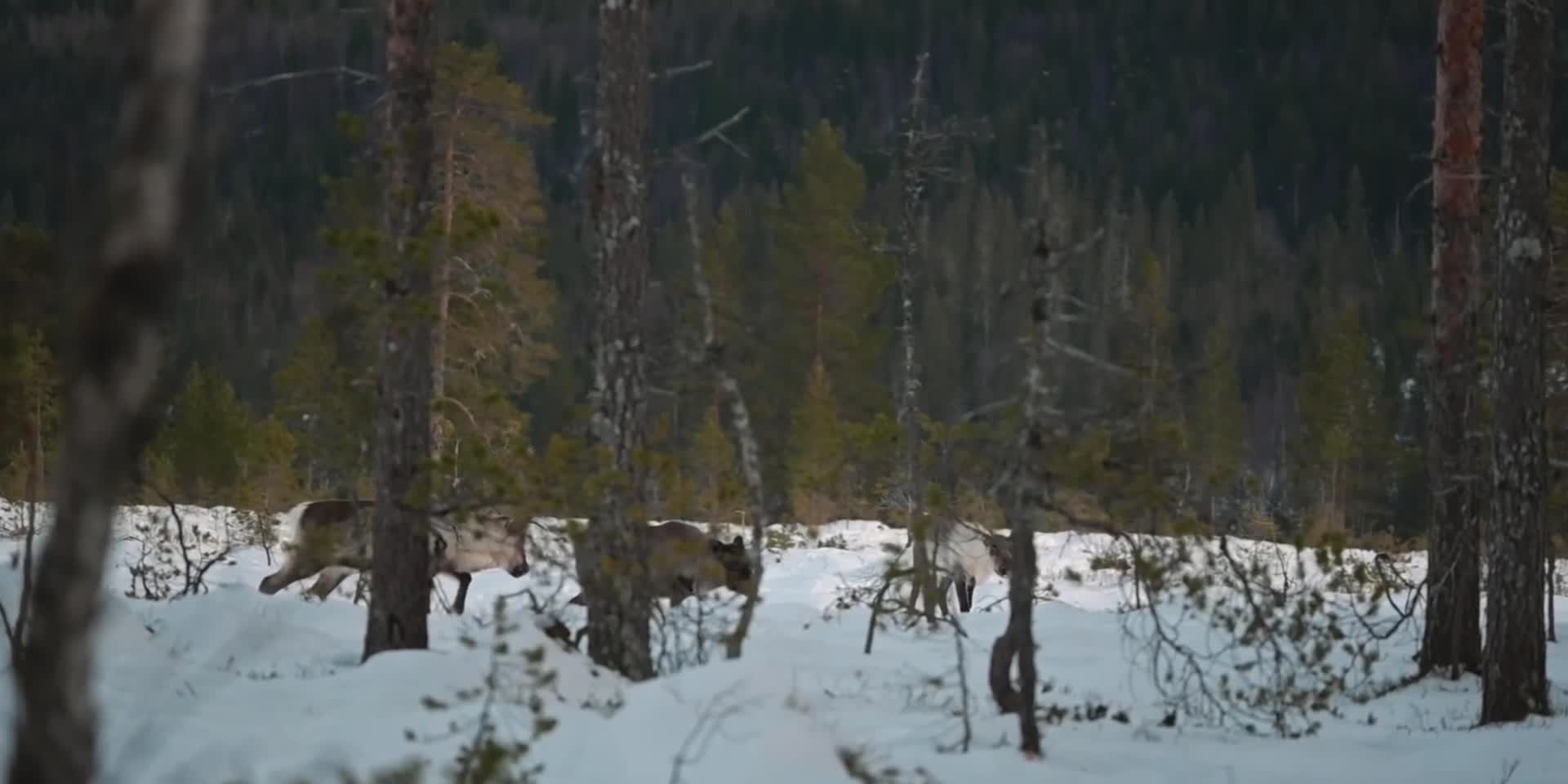 冬季森林里的野生麋鹿视频的预览图
