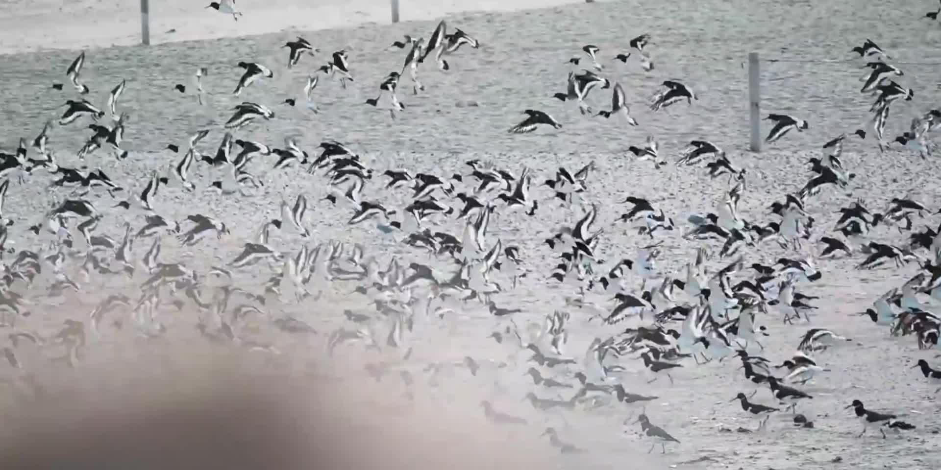 成群的海鸟起飞飞翔视频的预览图
