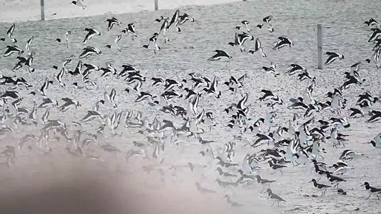 成群的海鸟起飞飞翔视频的预览图