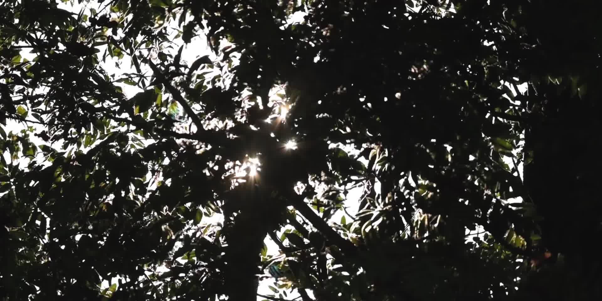 夏日阳光露珠花草自然唯美合集视频的预览图