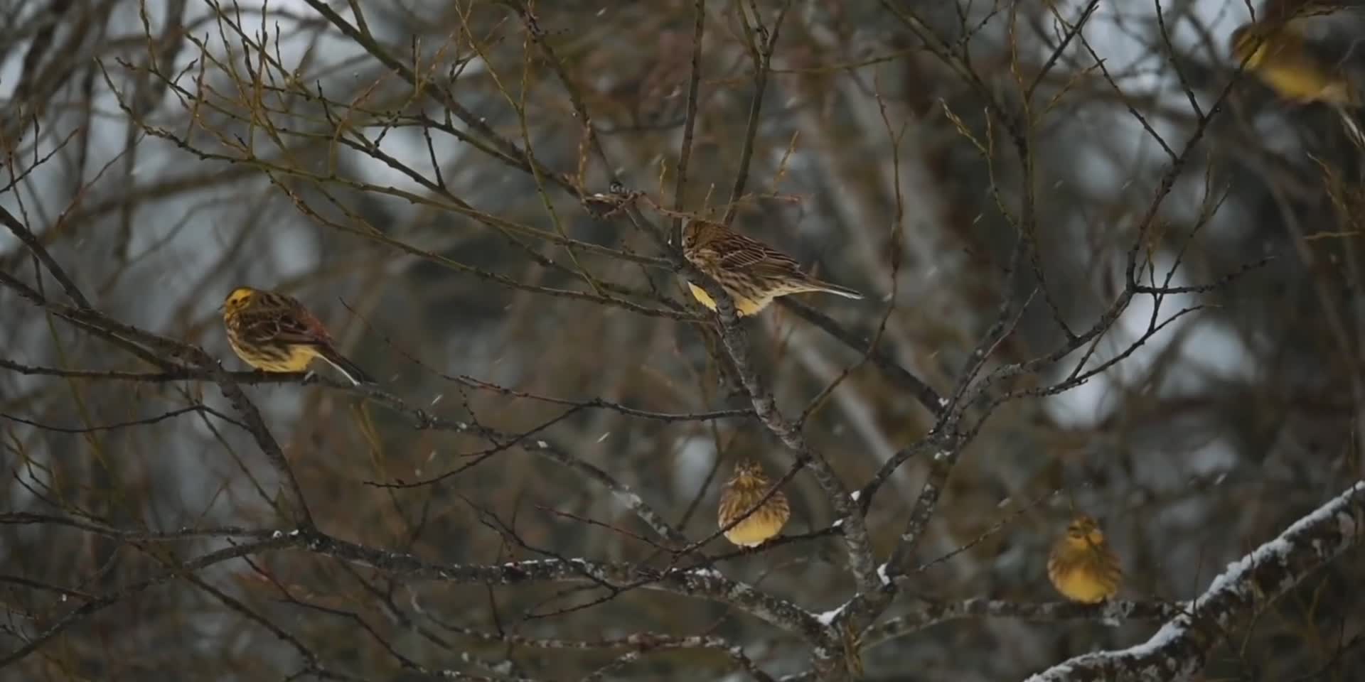 冬天雪地成群小鸟视频的预览图
