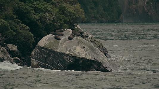 海边岩石上休息的海狗视频的预览图