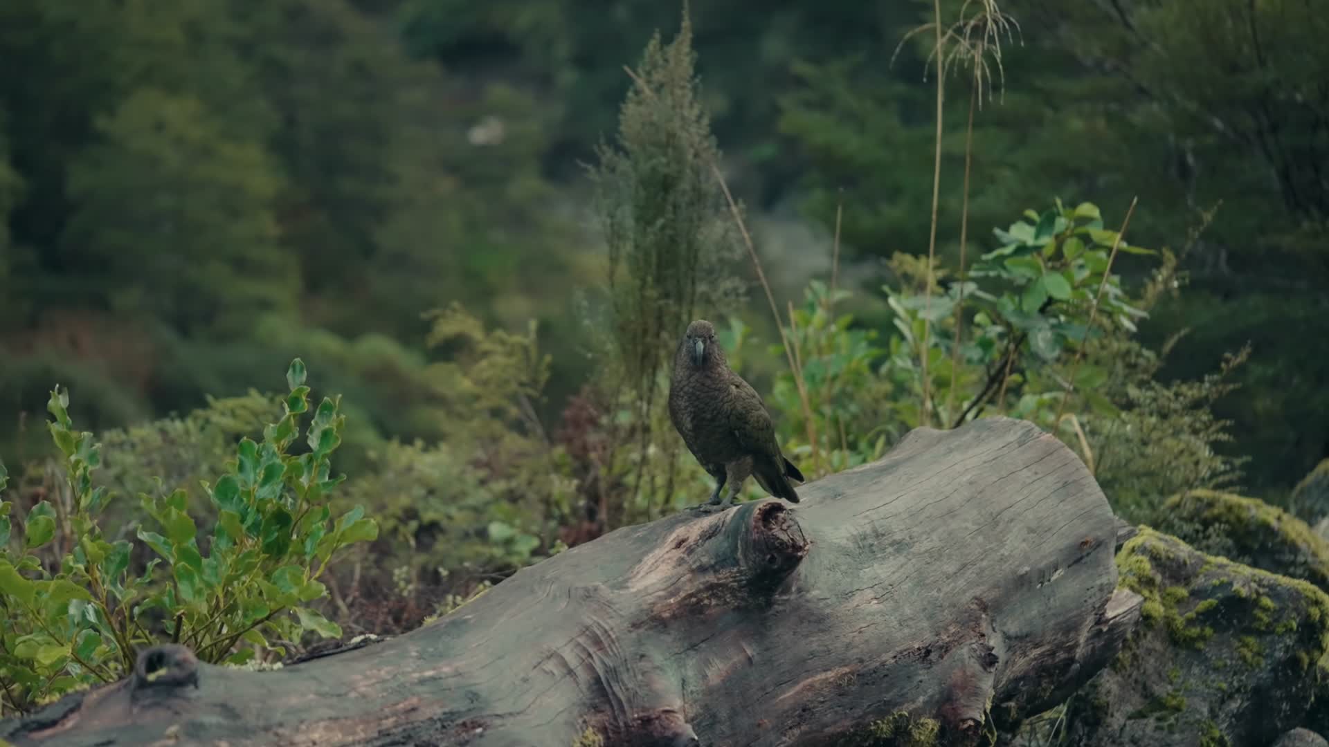 野生鹦鹉鸟类特写视频的预览图