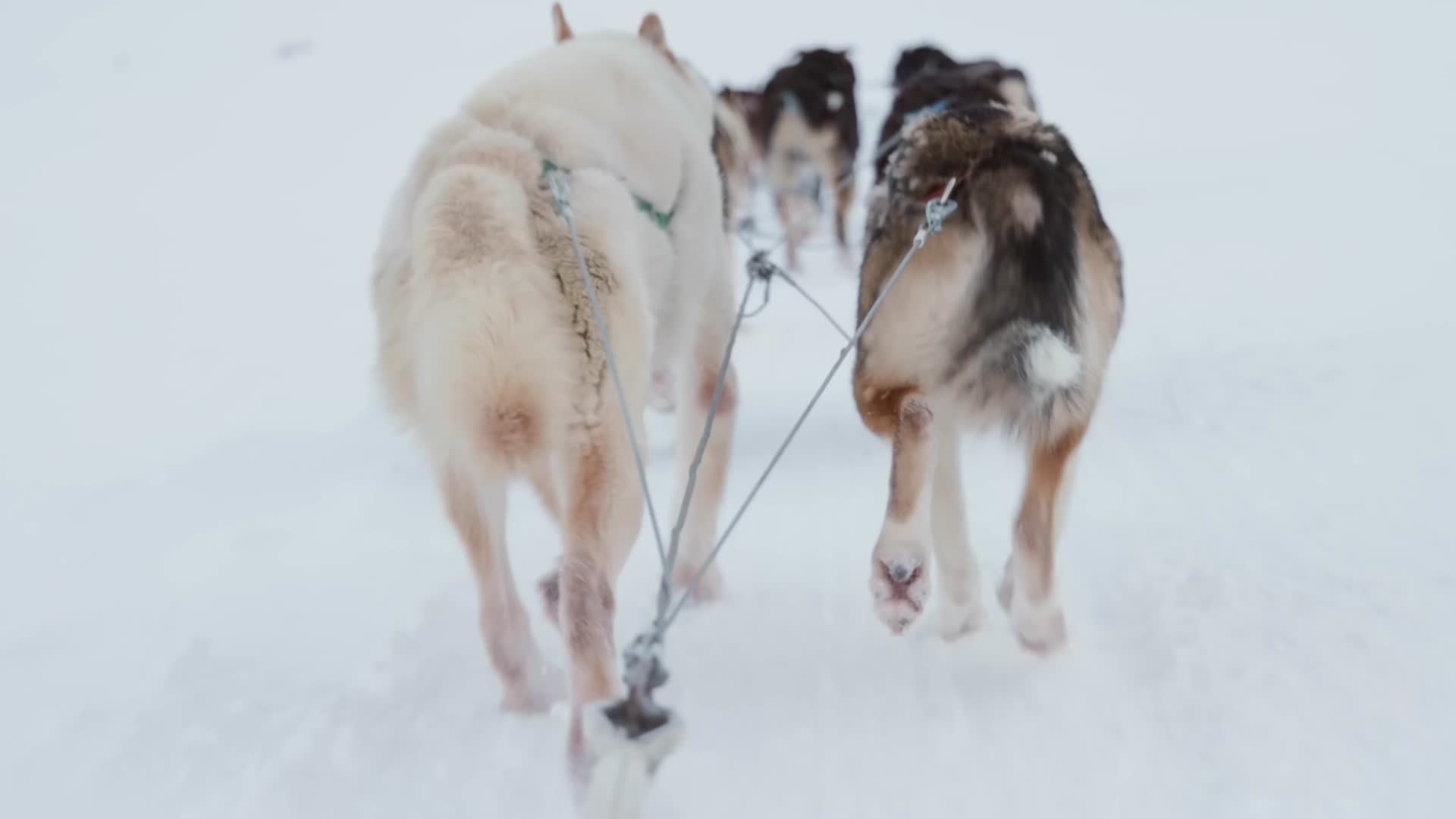 极地雪橇犬狗拉雪橇视频的预览图