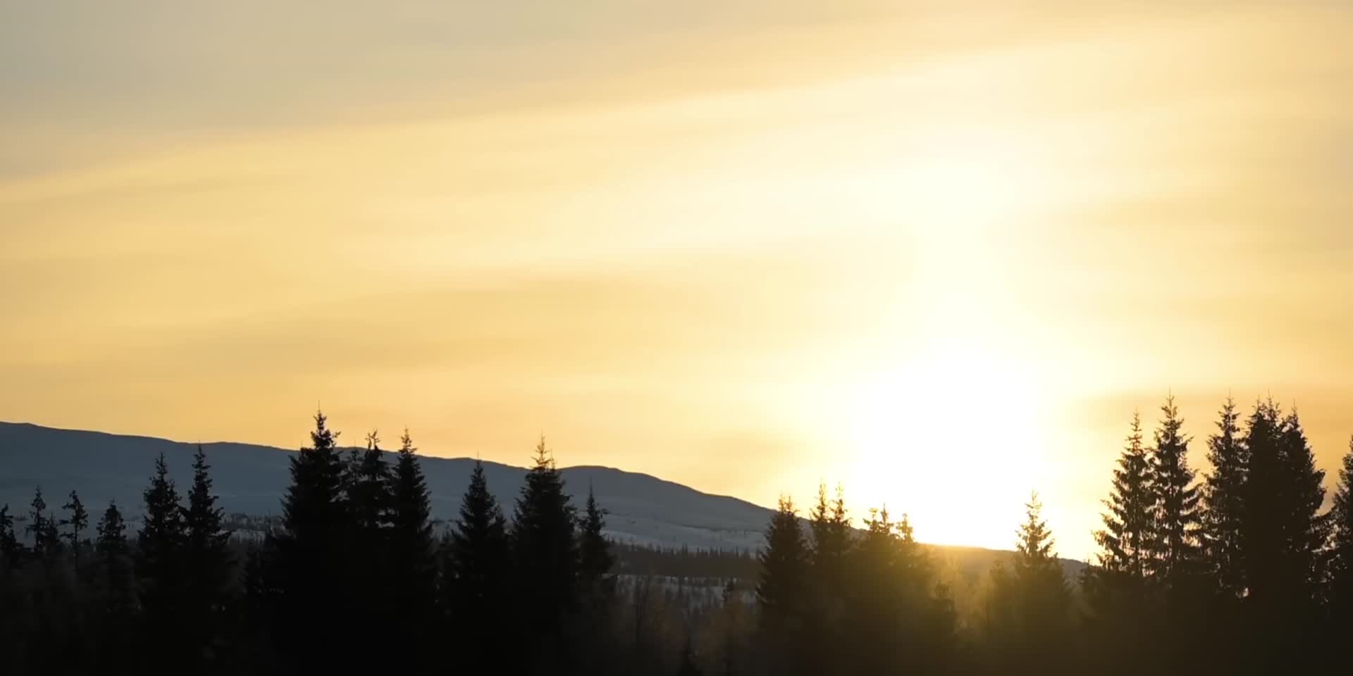 清晨日出阳光照耀松树视频的预览图