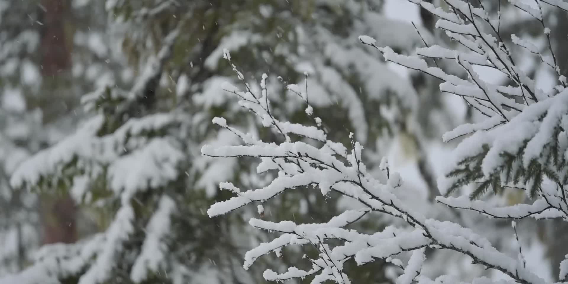 冬季松树积雪飘落雪花视频的预览图