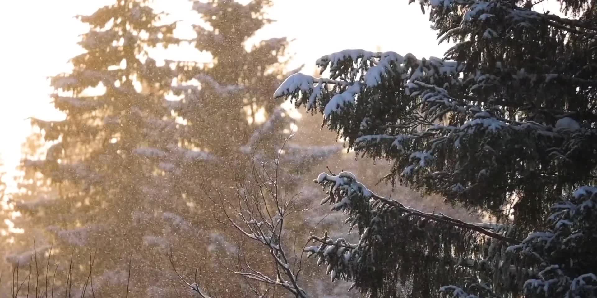 逆光松树雪花升格视频的预览图