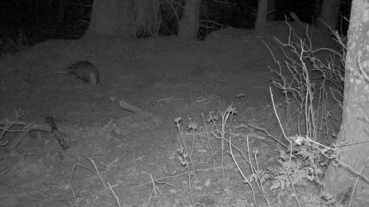 夜视仪观察森林动物视频的预览图