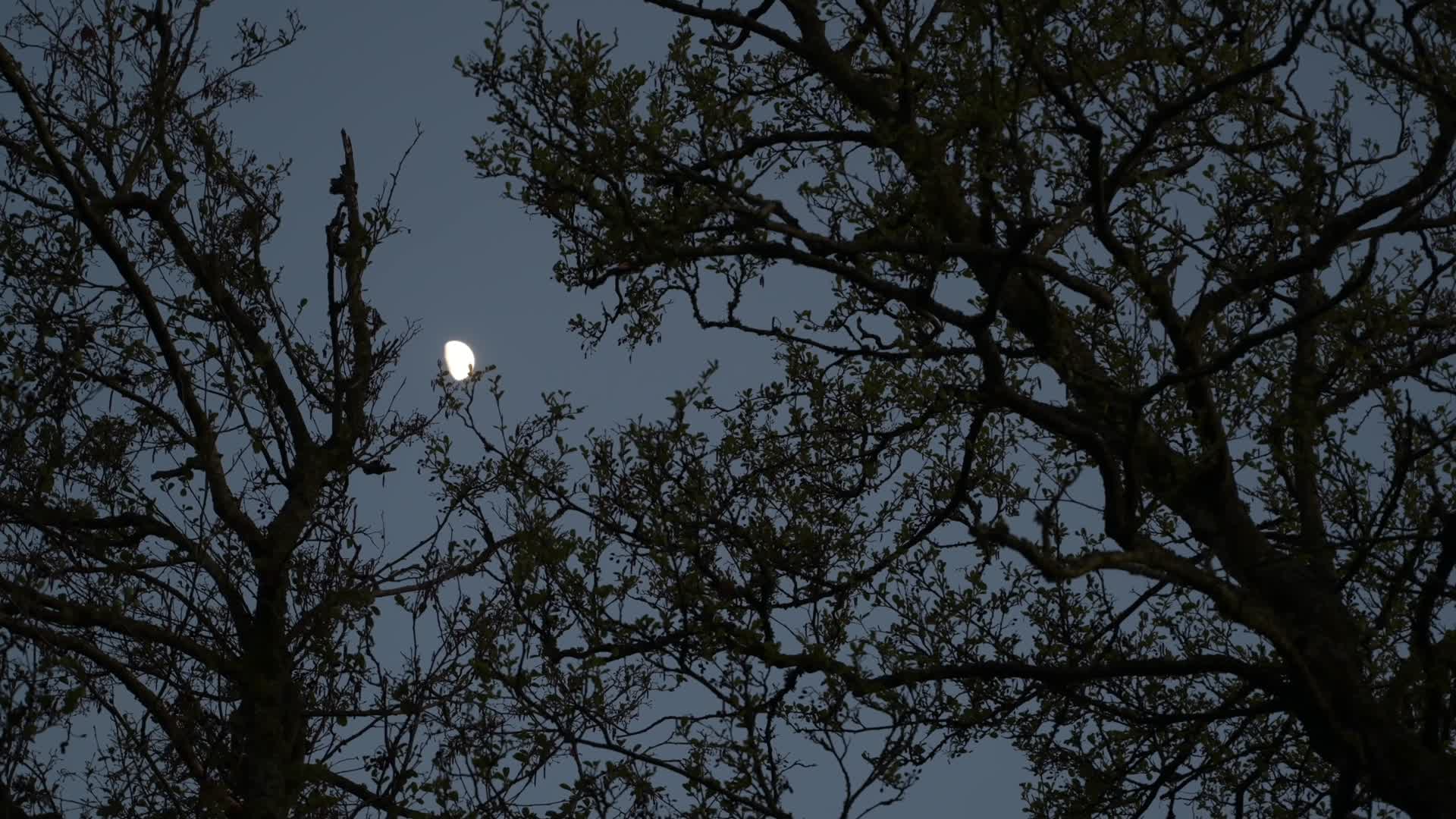 夜晚月亮挂上树梢视频的预览图