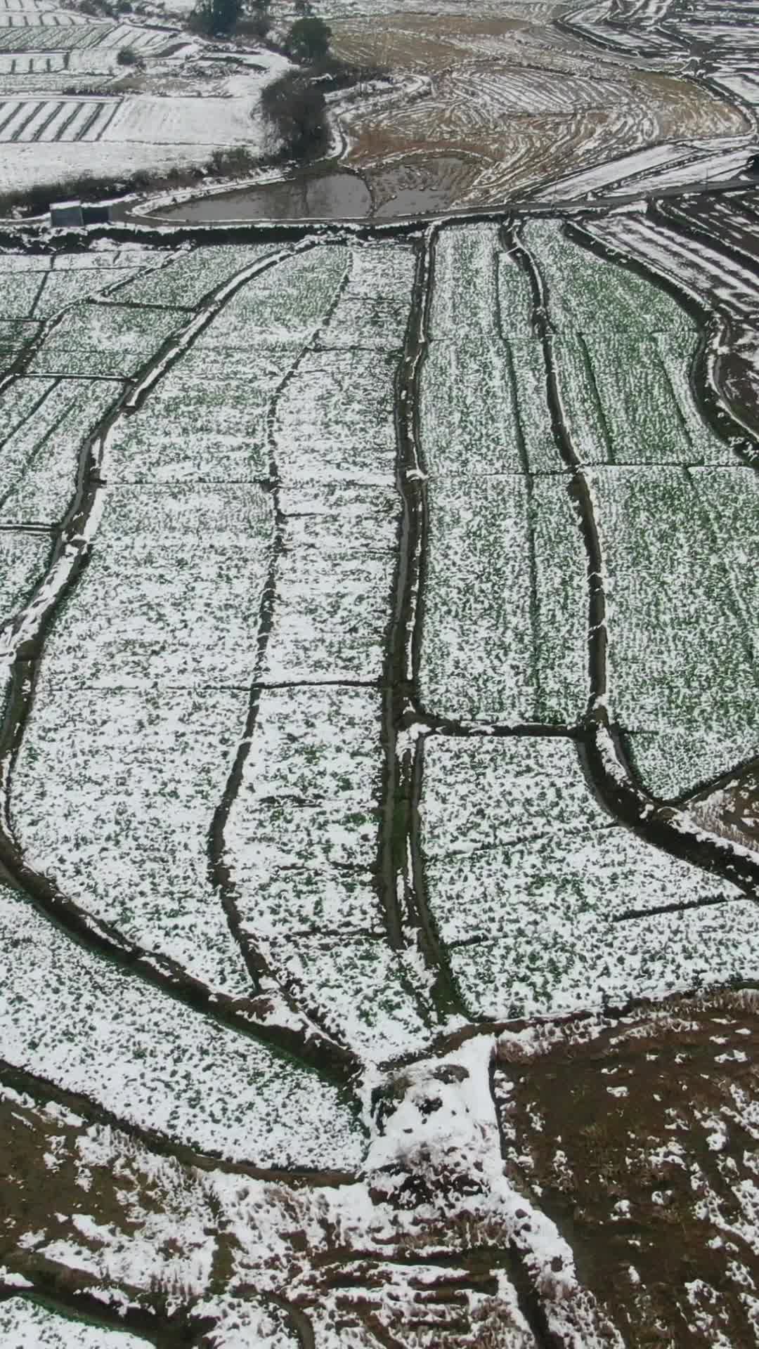 冬天农田雪景竖屏航拍视频的预览图