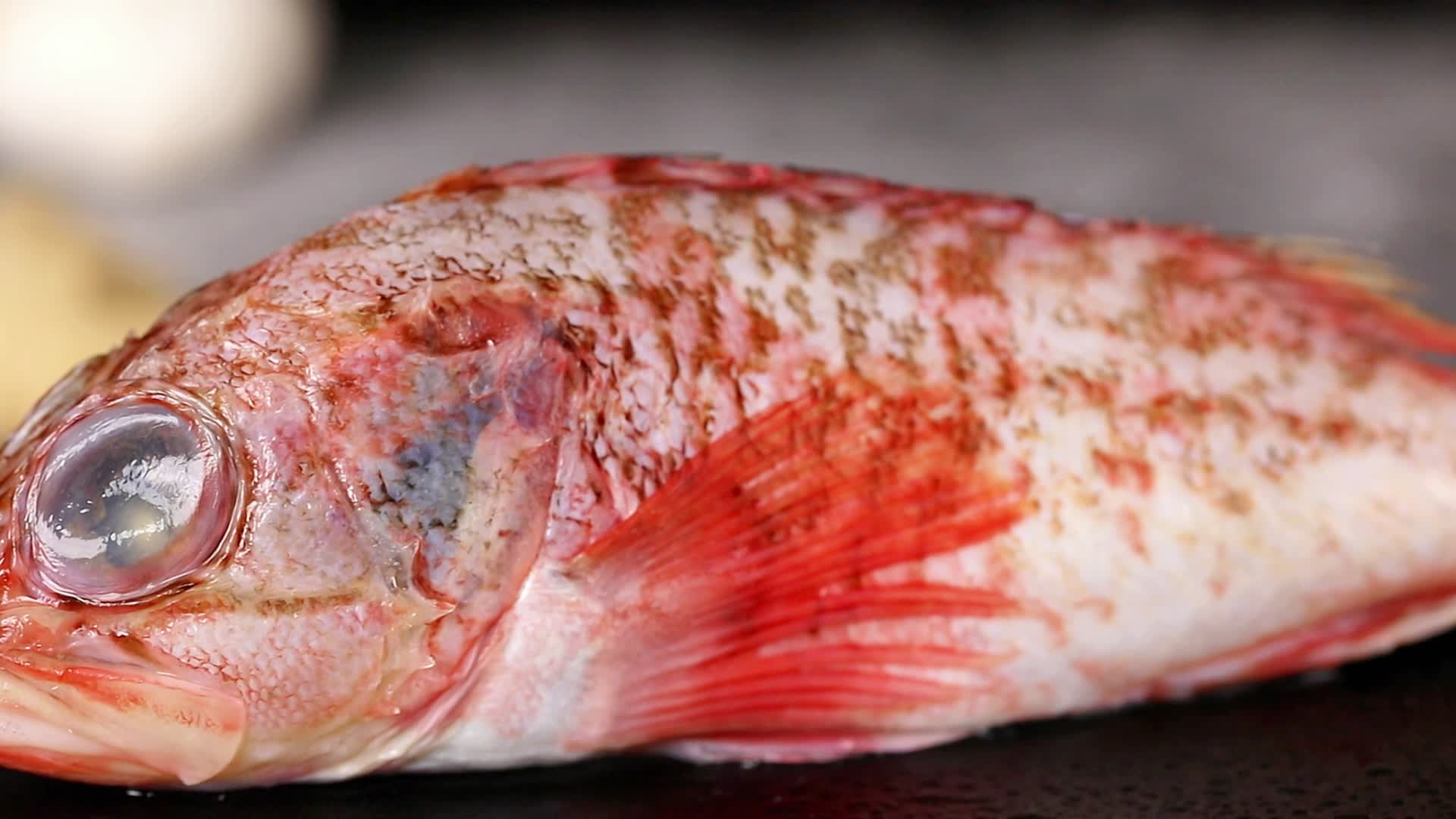 红石斑鱼海鲜电商视频视频的预览图