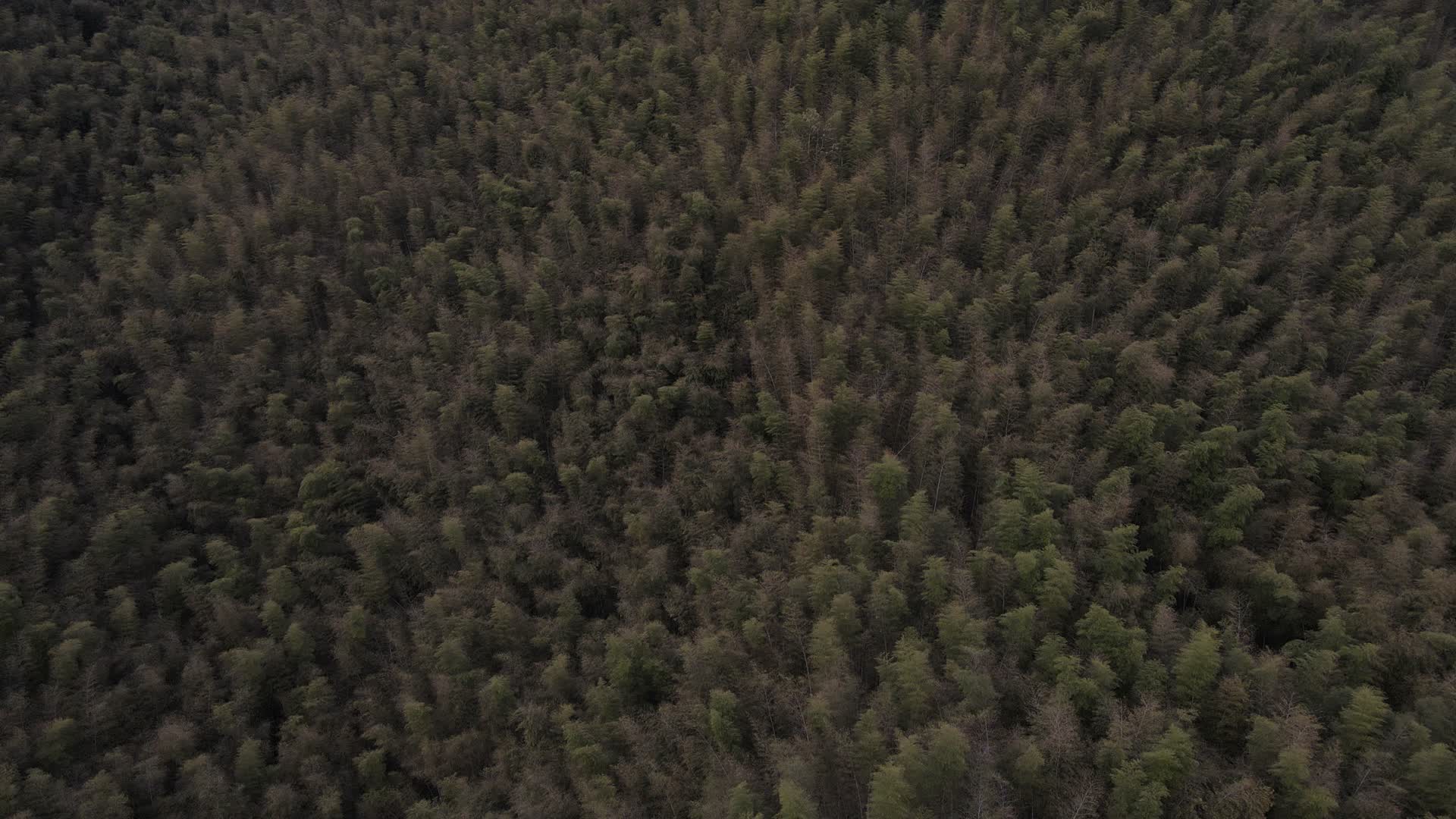 绿色植物森林山川丘陵航拍视频的预览图